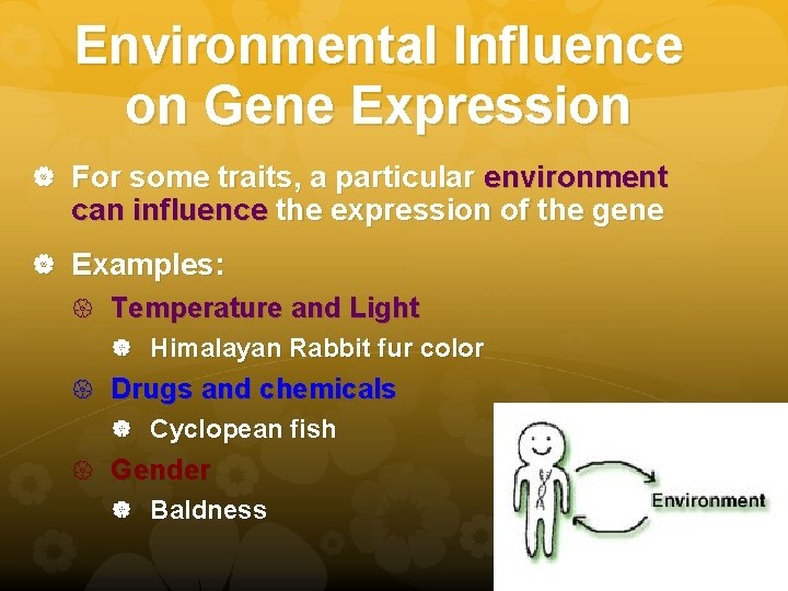 Environmental Influence on Gene Expression For some traits, a particular environment can influence the
