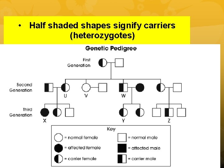  • Half shaded shapes signify carriers (heterozygotes) 