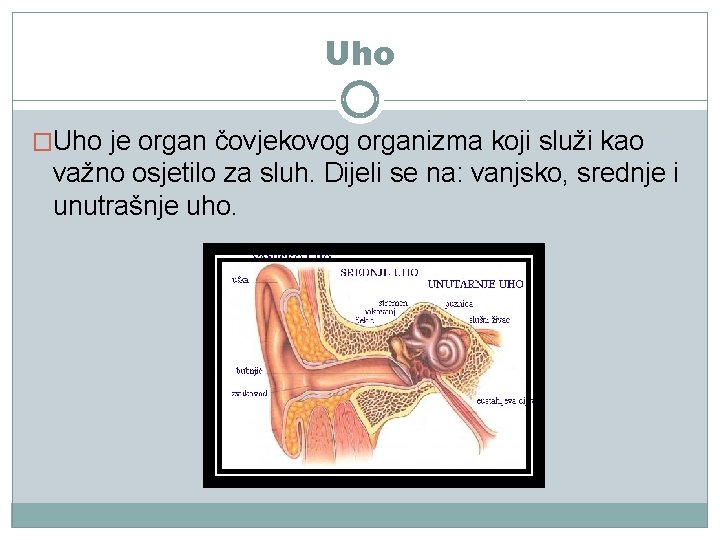 Uho �Uho je organ čovjekovog organizma koji služi kao važno osjetilo za sluh. Dijeli