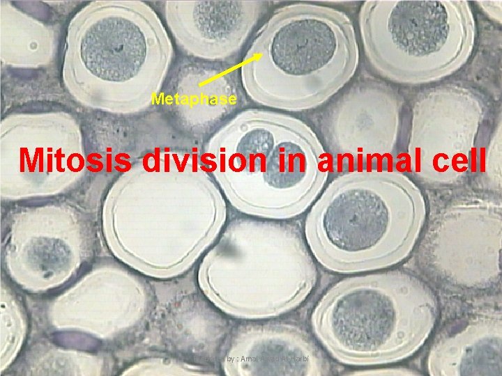 Metaphase Mitosis division in animal cell 10 Prepared by : Amal Awad Al-Harbi 