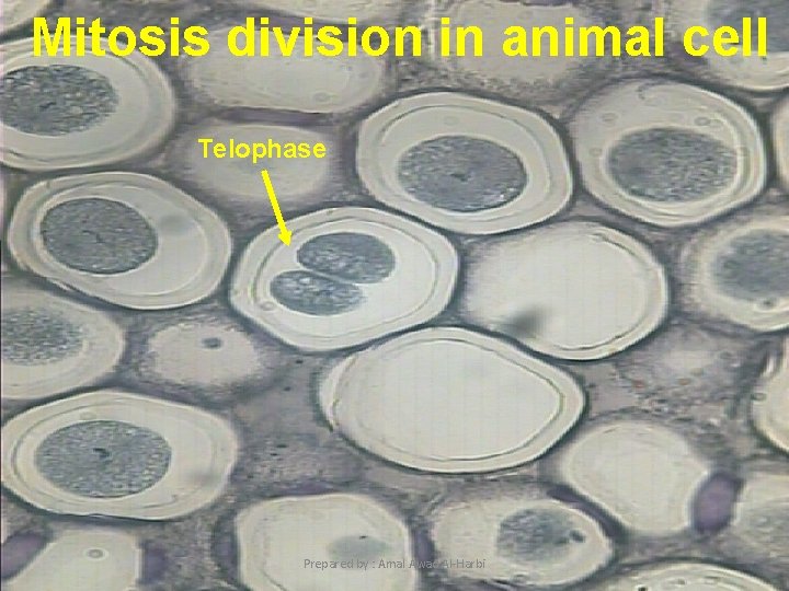 Mitosis division in animal cell Telophase 12 Prepared by : Amal Awad Al-Harbi 