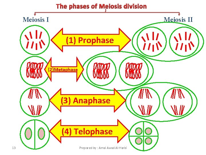 The phases of Meiosis division Meiosis II (1) Prophase (2)Metaphase (3) Anaphase (4) Telophase