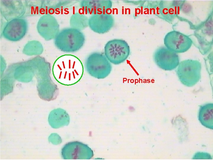 Meiosis I division in plant cell Prophase 14 Prepared by : Amal Awad Al-Harbi