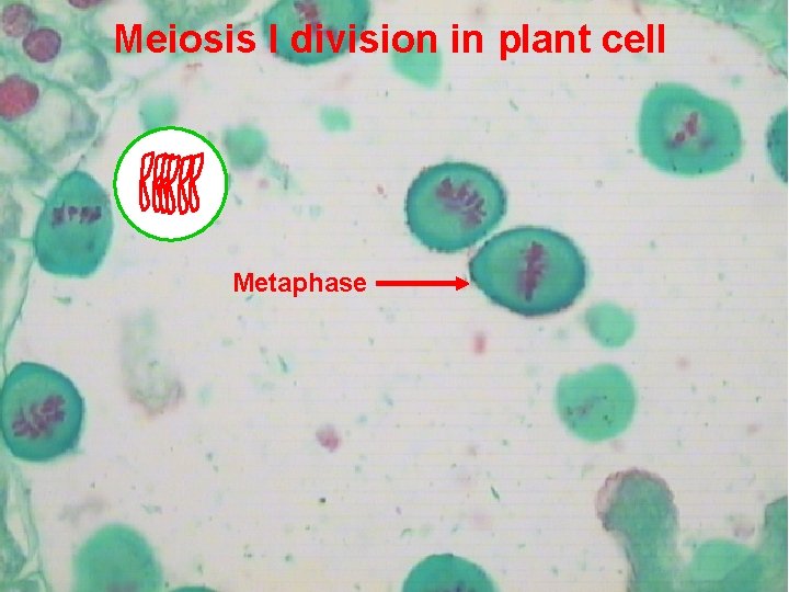 Meiosis I division in plant cell Metaphase 15 Prepared by : Amal Awad Al-Harbi
