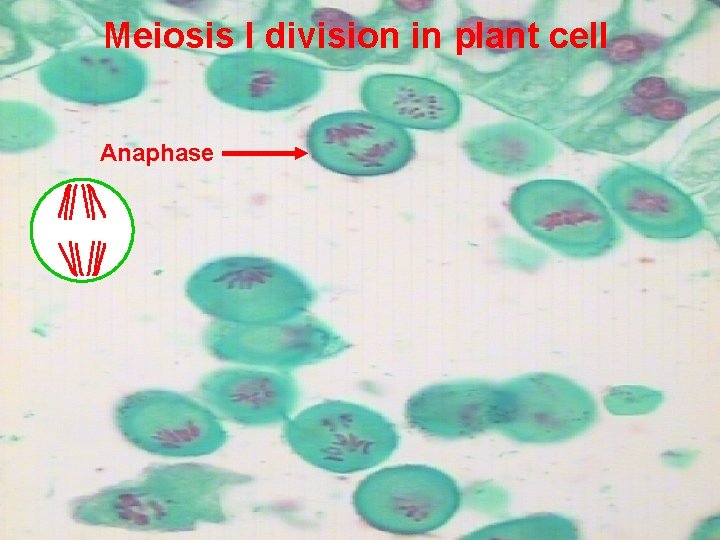 Meiosis I division in plant cell Anaphase 16 Prepared by : Amal Awad Al-Harbi