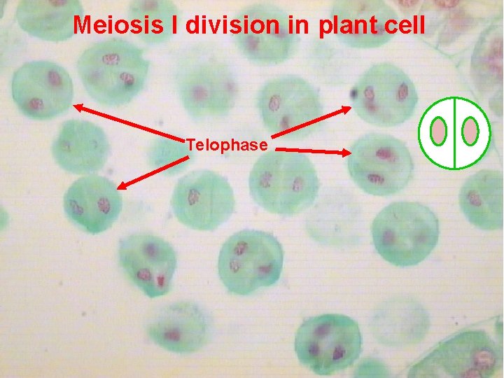 Meiosis I division in plant cell Telophase 17 Prepared by : Amal Awad Al-Harbi