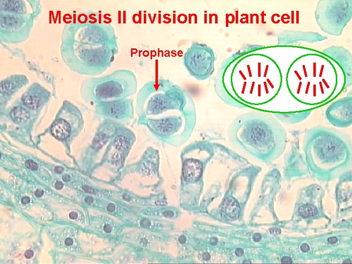 Meiosis II division in plant cell Prophase 18 Prepared by : Amal Awad Al-Harbi