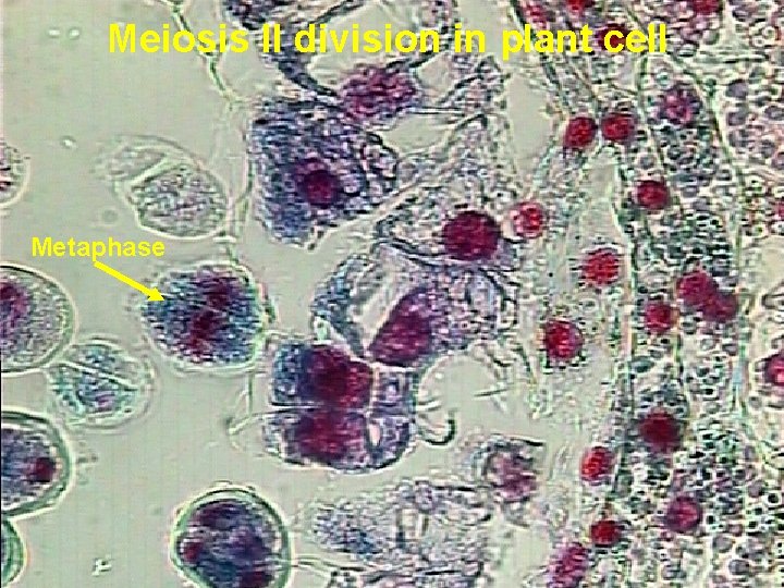 Meiosis II division in plant cell Metaphase 20 Prepared by : Amal Awad Al-Harbi