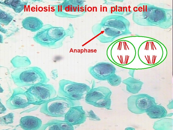 Meiosis II division in plant cell Anaphase 21 Prepared by : Amal Awad Al-Harbi