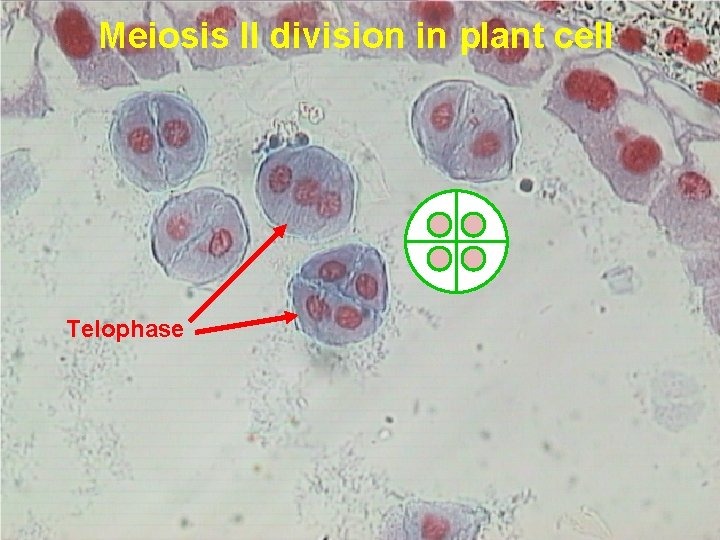 Meiosis II division in plant cell Telophase 22 Prepared by : Amal Awad Al-Harbi