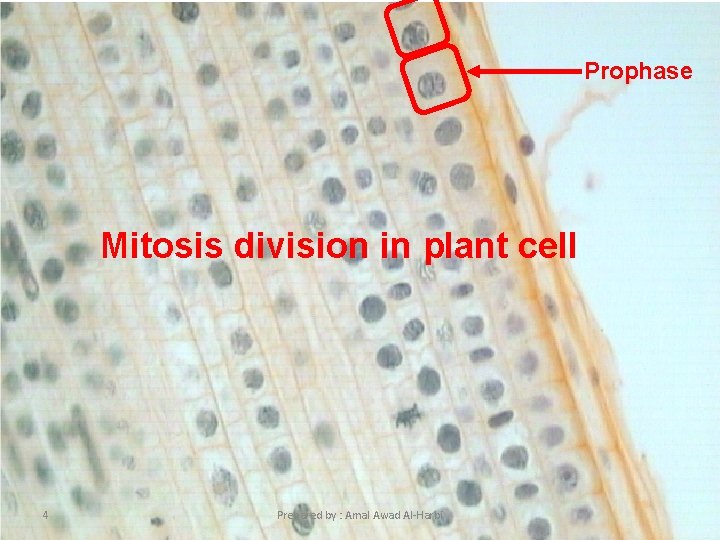 Prophase Mitosis division in plant cell 4 Prepared by : Amal Awad Al-Harbi 