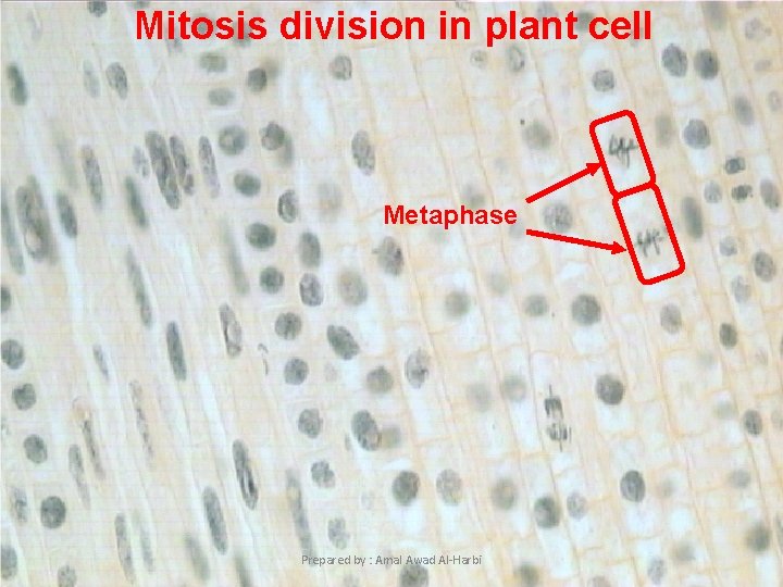 Mitosis division in plant cell Metaphase 5 Prepared by : Amal Awad Al-Harbi 