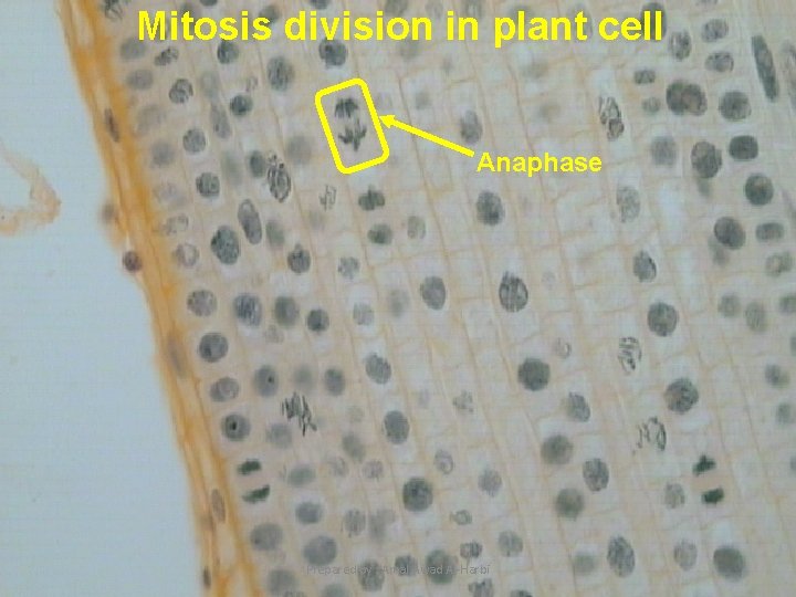 Mitosis division in plant cell Anaphase 6 Prepared by : Amal Awad Al-Harbi 