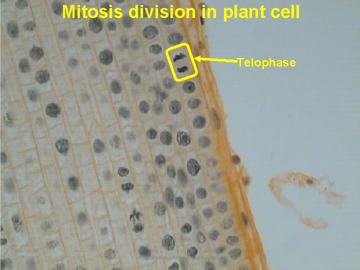 Mitosis division in plant cell Telophase 7 Prepared by : Amal Awad Al-Harbi 