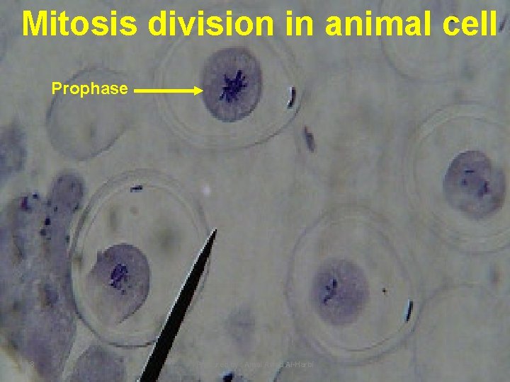 Mitosis division in animal cell Prophase 8 Prepared by : Amal Awad Al-Harbi 