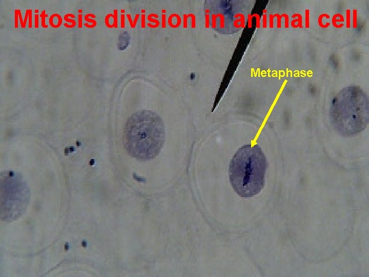 Mitosis division in animal cell Metaphase 9 Prepared by : Amal Awad Al-Harbi 