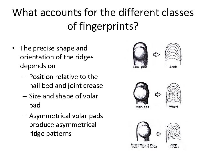 What accounts for the different classes of fingerprints? • The precise shape and orientation