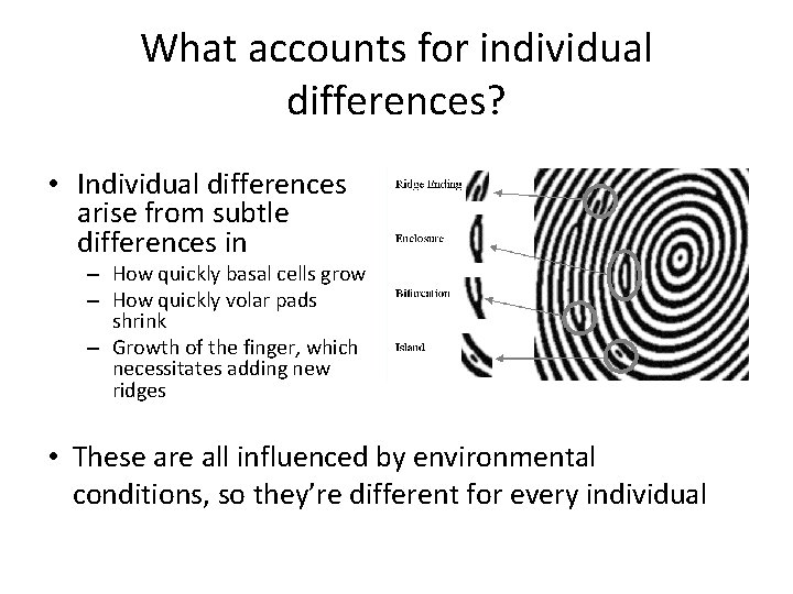 What accounts for individual differences? • Individual differences arise from subtle differences in –