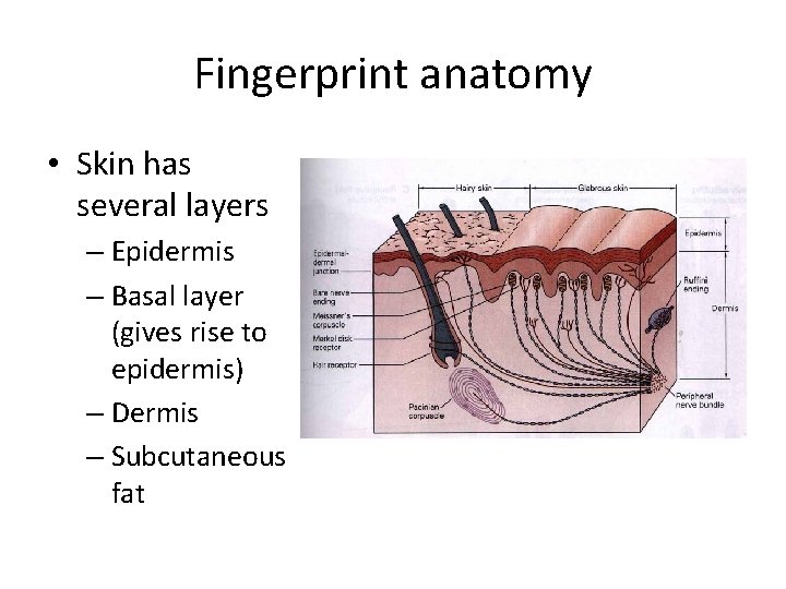 Fingerprint anatomy • Skin has several layers – Epidermis – Basal layer (gives rise