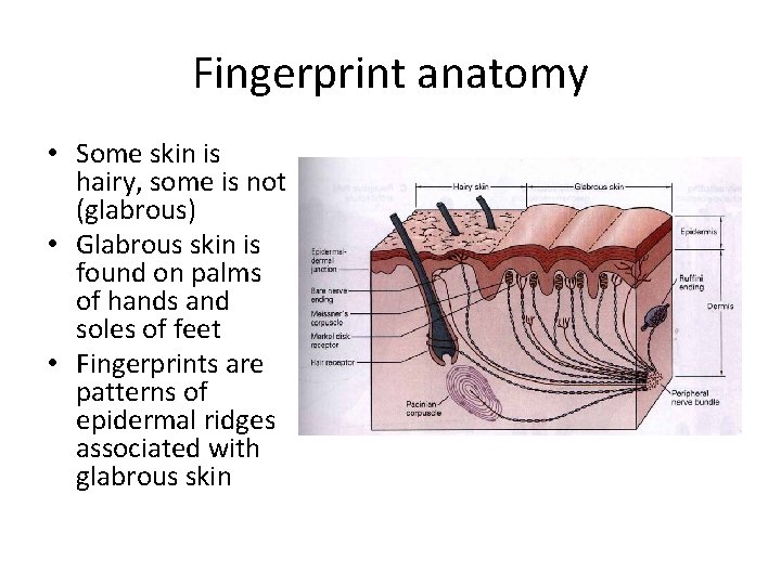 Fingerprint anatomy • Some skin is hairy, some is not (glabrous) • Glabrous skin