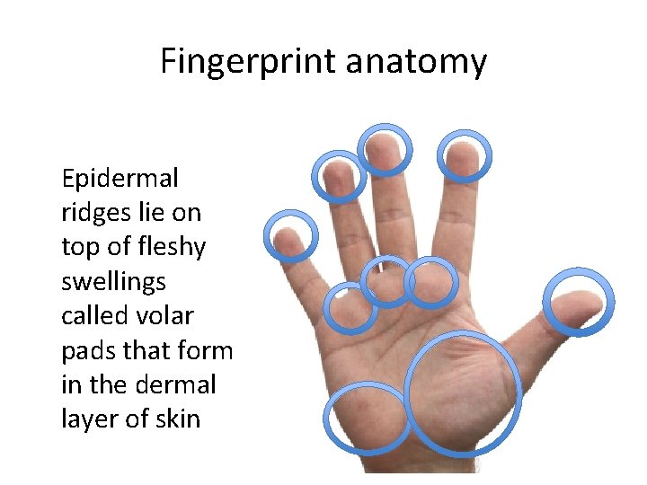 Fingerprint anatomy Epidermal ridges lie on top of fleshy swellings called volar pads that