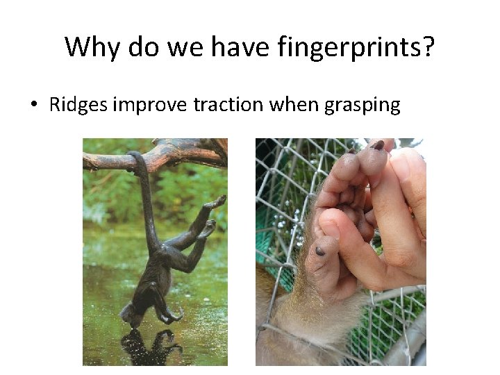 Why do we have fingerprints? • Ridges improve traction when grasping 