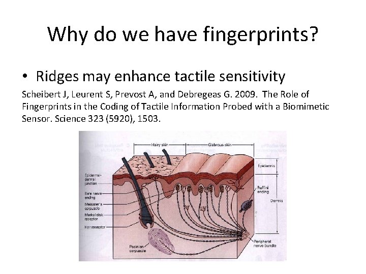 Why do we have fingerprints? • Ridges may enhance tactile sensitivity Scheibert J, Leurent