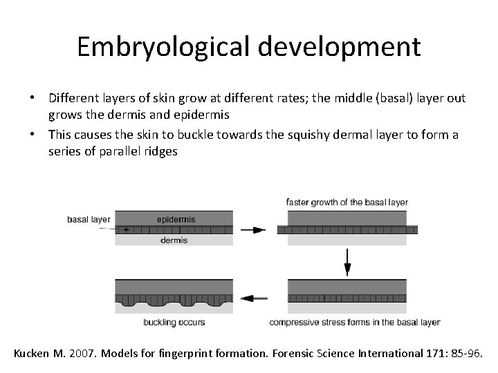 Embryological development • Different layers of skin grow at different rates; the middle (basal)