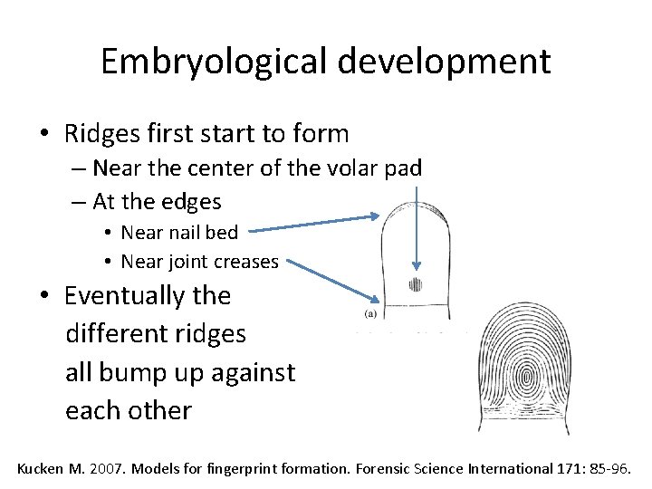 Embryological development • Ridges first start to form – Near the center of the