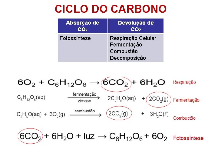 CICLO DO CARBONO Absorção de CO 2 Fotossíntese Devolução de CO 2 Respiração Celular