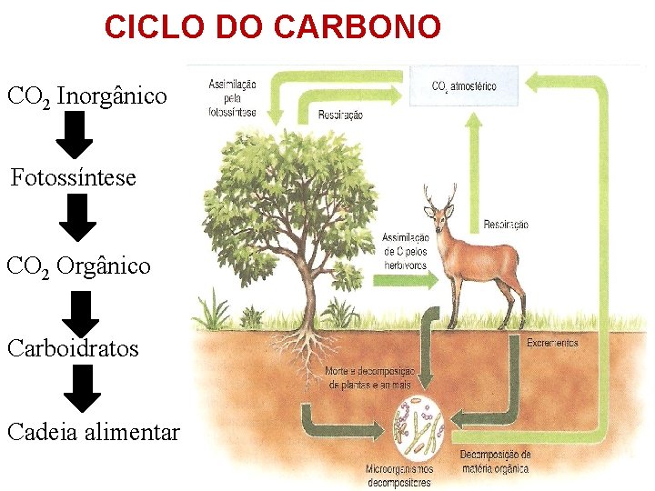 CICLO DO CARBONO CO 2 Inorgânico Fotossíntese CO 2 Orgânico Carboidratos Cadeia alimentar 