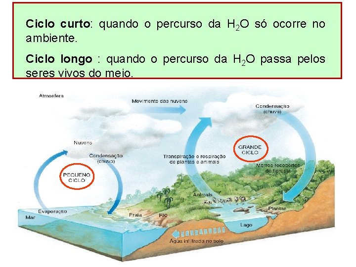 Ciclo curto: quando o percurso da H 2 O só ocorre no ambiente. Ciclo