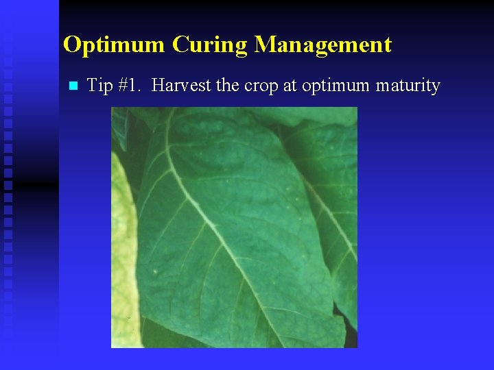 Optimum Curing Management n Tip #1. Harvest the crop at optimum maturity 