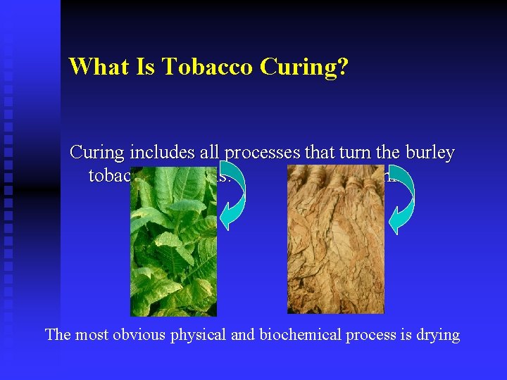 What Is Tobacco Curing? Curing includes all processes that turn the burley tobacco from