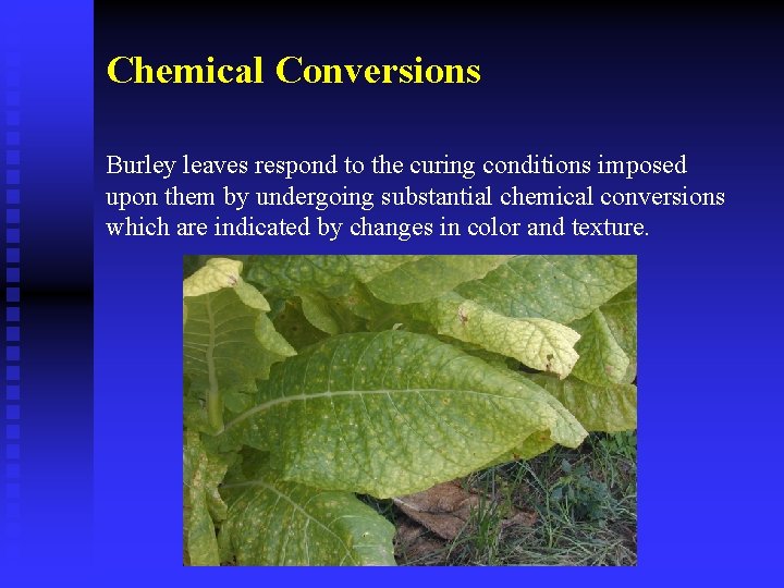 Chemical Conversions Burley leaves respond to the curing conditions imposed upon them by undergoing