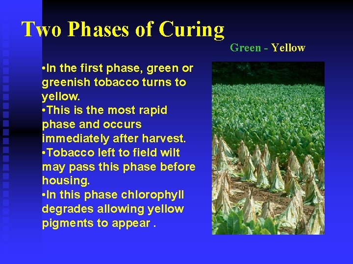 Two Phases of Curing • In the first phase, green or greenish tobacco turns