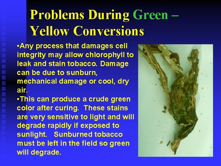 Problems During Green – Yellow Conversions • Any process that damages cell integrity may