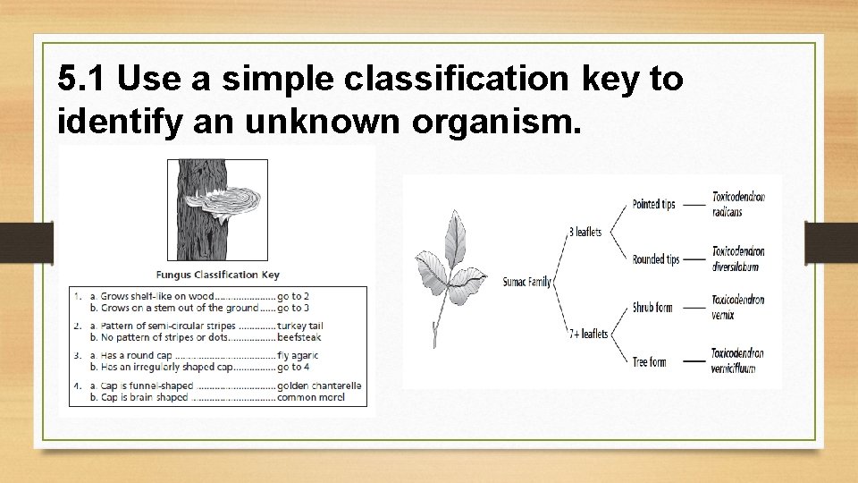 5. 1 Use a simple classification key to identify an unknown organism. 