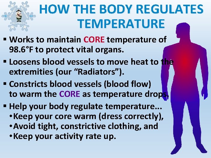 HOW THE BODY REGULATES TEMPERATURE § Works to maintain CORE temperature of 98. 6°F