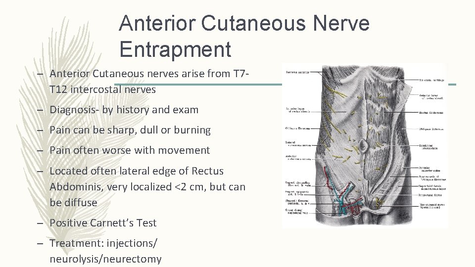 Anterior Cutaneous Nerve Entrapment – Anterior Cutaneous nerves arise from T 7 T 12 Anterior Cutaneous Nerve Entrapment – Anterior Cutaneous nerves arise from T 7 T 12