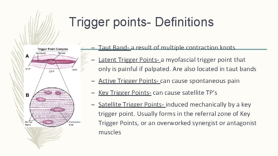 Trigger points- Definitions – Taut Band- a result of multiple contraction knots – Latent Trigger points- Definitions – Taut Band- a result of multiple contraction knots – Latent