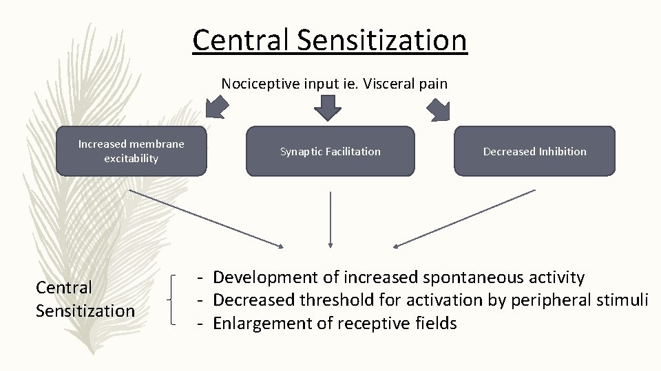 Central Sensitization Nociceptive input ie. Visceral pain Increased membrane excitability Central Sensitization Synaptic Facilitation Central Sensitization Nociceptive input ie. Visceral pain Increased membrane excitability Central Sensitization Synaptic Facilitation