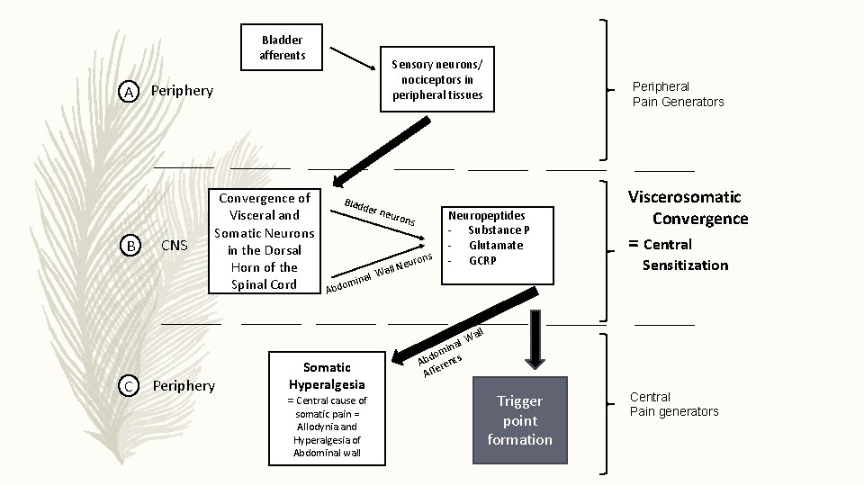 Bladder afferents A B C Sensory neurons/ nociceptors in peripheral tissues Periphery CNS Convergence Bladder afferents A B C Sensory neurons/ nociceptors in peripheral tissues Periphery CNS Convergence