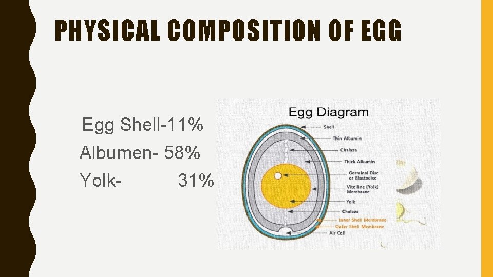 PHYSICAL COMPOSITION OF EGG • • • Egg Shell-11% Albumen- 58% Yolk- 31% 