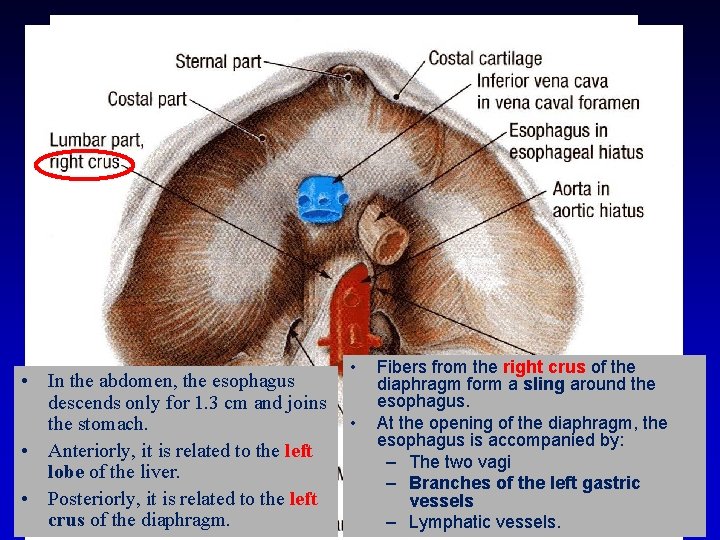 RELATIONS IN THE ABDOMEN • In the abdomen, the esophagus descends only for 1.