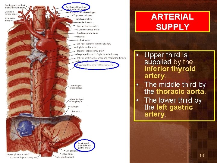 ARTERIAL SUPPLY • Upper third is supplied by the inferior thyroid artery. • The