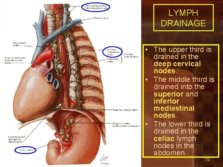 LYMPH DRAINAGE • The upper third is drained in the deep cervical nodes. •