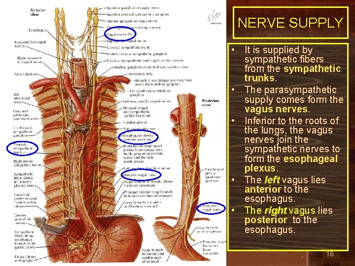 NERVE SUPPLY • It is supplied by sympathetic fibers from the sympathetic trunks. •