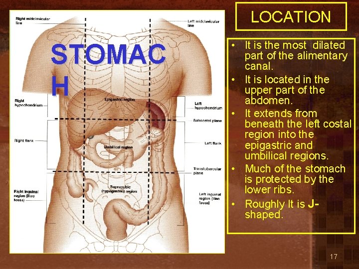LOCATION STOMAC H • It is the most dilated part of the alimentary canal.