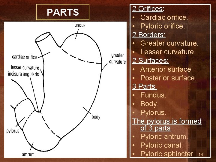 PARTS 2 Orifices: • Cardiac orifice. • Pyloric orifice. 2 Borders: • Greater curvature.